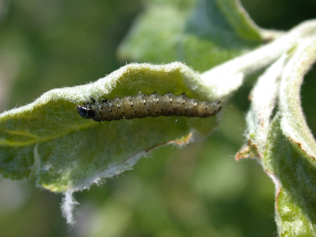 Schalen_GKnospenwickler2_4-02 .JPG